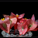 Begonia albo-maculata