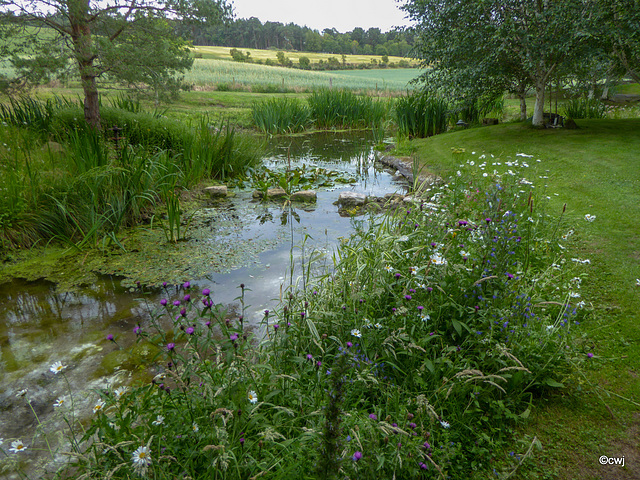 Summer wild flowers by the pond