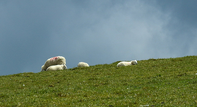 20190610 4947CPw [R~GB] Schafe, Wales