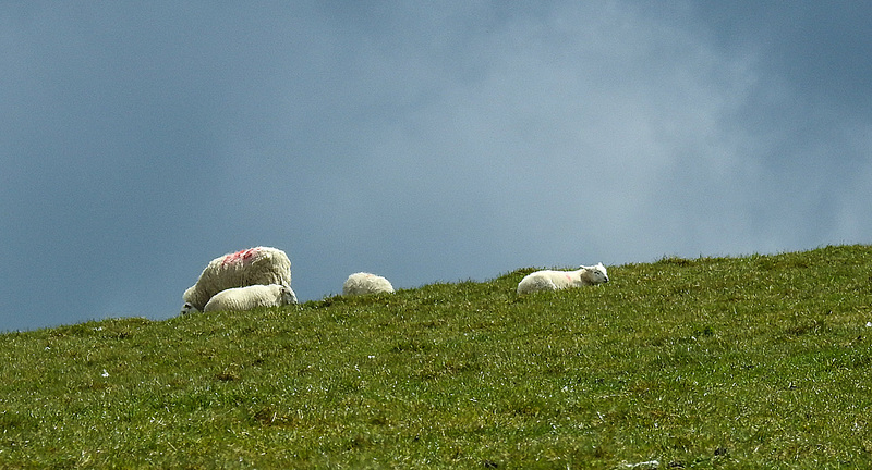 20190610 4947CPw [R~GB] Schafe, Wales