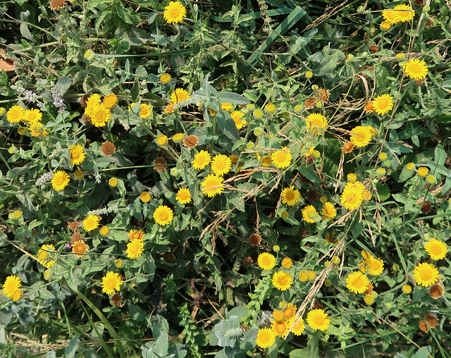 Common fleabane