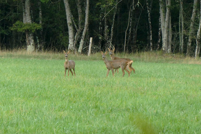 Les chevrettes...