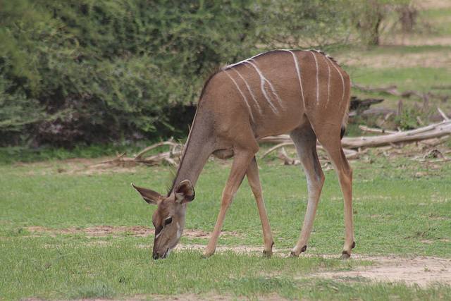 Greater Kudu