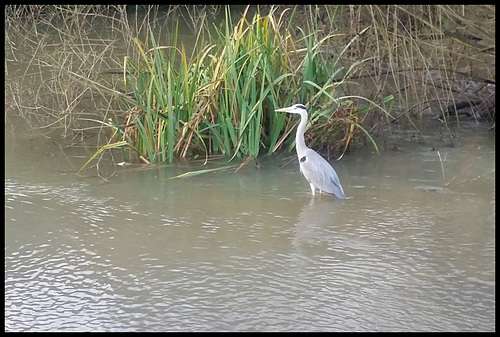 heron in the river