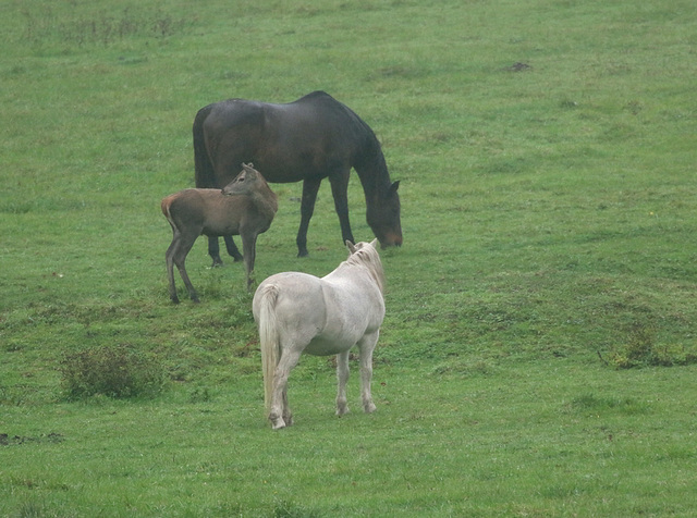 cohabitation animale .....