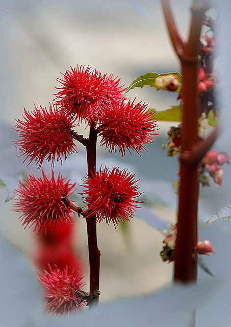 Fleur de ricin