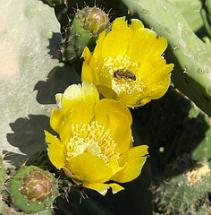 Cactus flower with busy bee 1