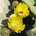 Cactus flower with busy bee 1