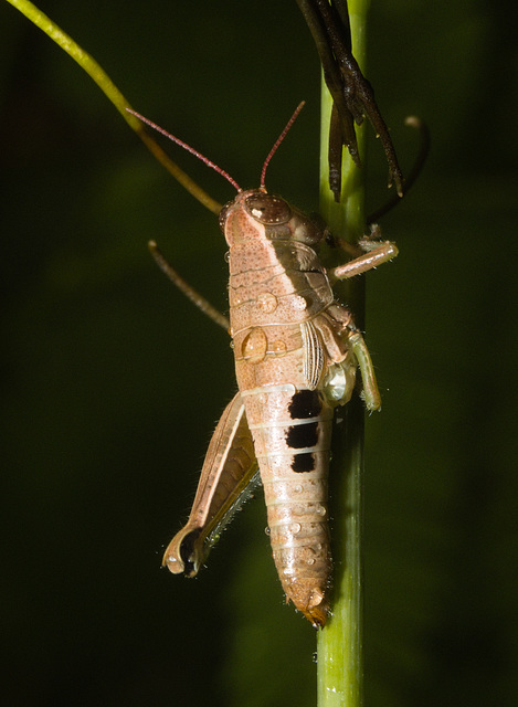 IMG 2137 Grasshopper