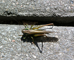 Grashopper beim Stadtbummel