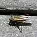 Grashopper beim Stadtbummel