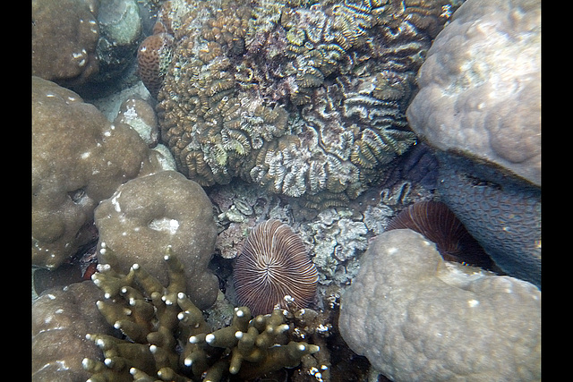 More Coral Formations