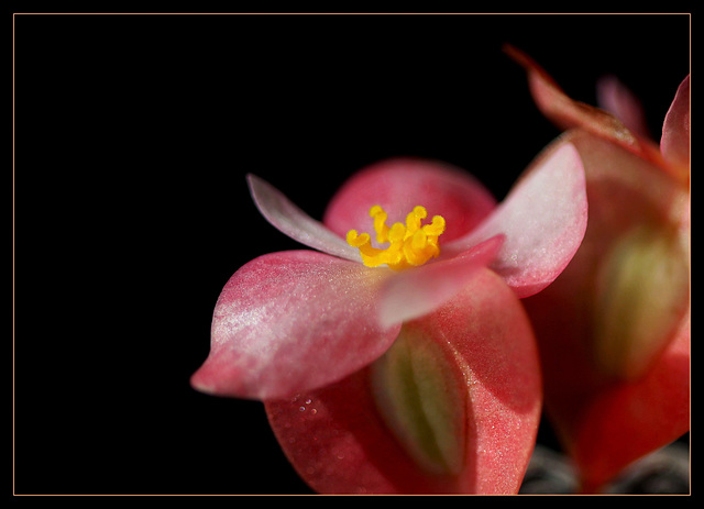 Begonia albo-maculata (9)