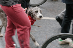 Il y avait un chien