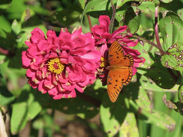 Zinnias & gulf fritillary