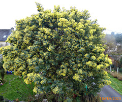 le mimosa du jardin de mon épouse le mimosa du jardin de mon épouse