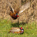 The next photos are pheasants fighting