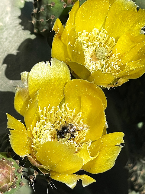 Cactus flower with busy bee 2