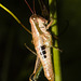 IMG 2140 Grasshopper-1