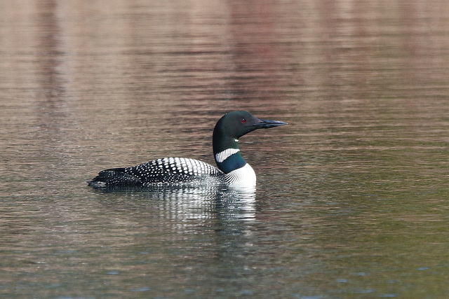 common loon / plongeon huard