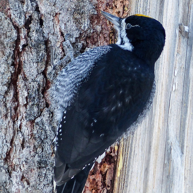 Black-backed Woodpecker Black-backed Woodpecker