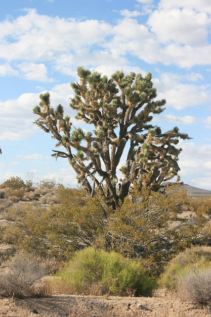 Joshua Tree