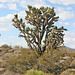 Joshua Tree