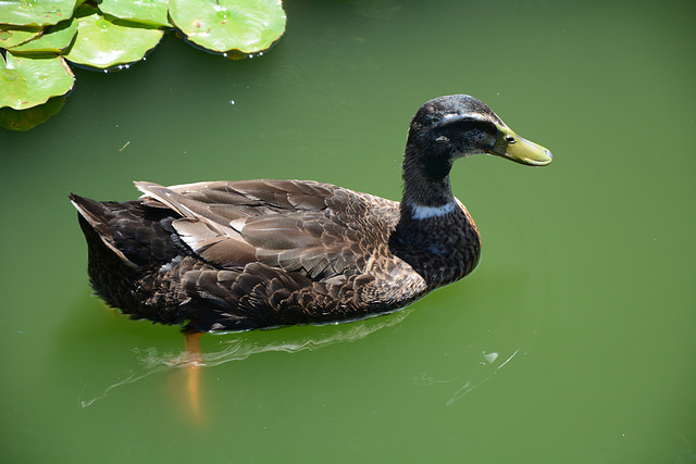 In the Japanese Garden of Buenos Aires