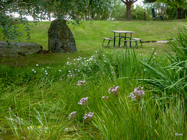 Summer wild flowers by the pond