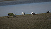 20190610 4949CPw [R~GB] Heringsmöwe (Larus fuscus), Wales