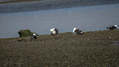 20190610 4949CPw [R~GB] Heringsmöwe (Larus fuscus), Wales