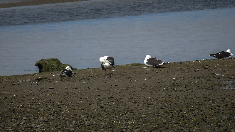 20190610 4949CPw [R~GB] Heringsmöwe (Larus fuscus), Wales