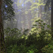 Along the Redwoods Highway