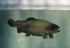 Trout in the pre-kitchen tank