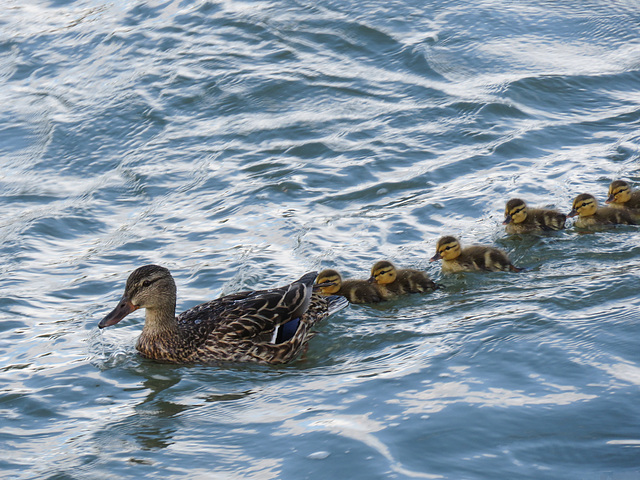 Mallard family