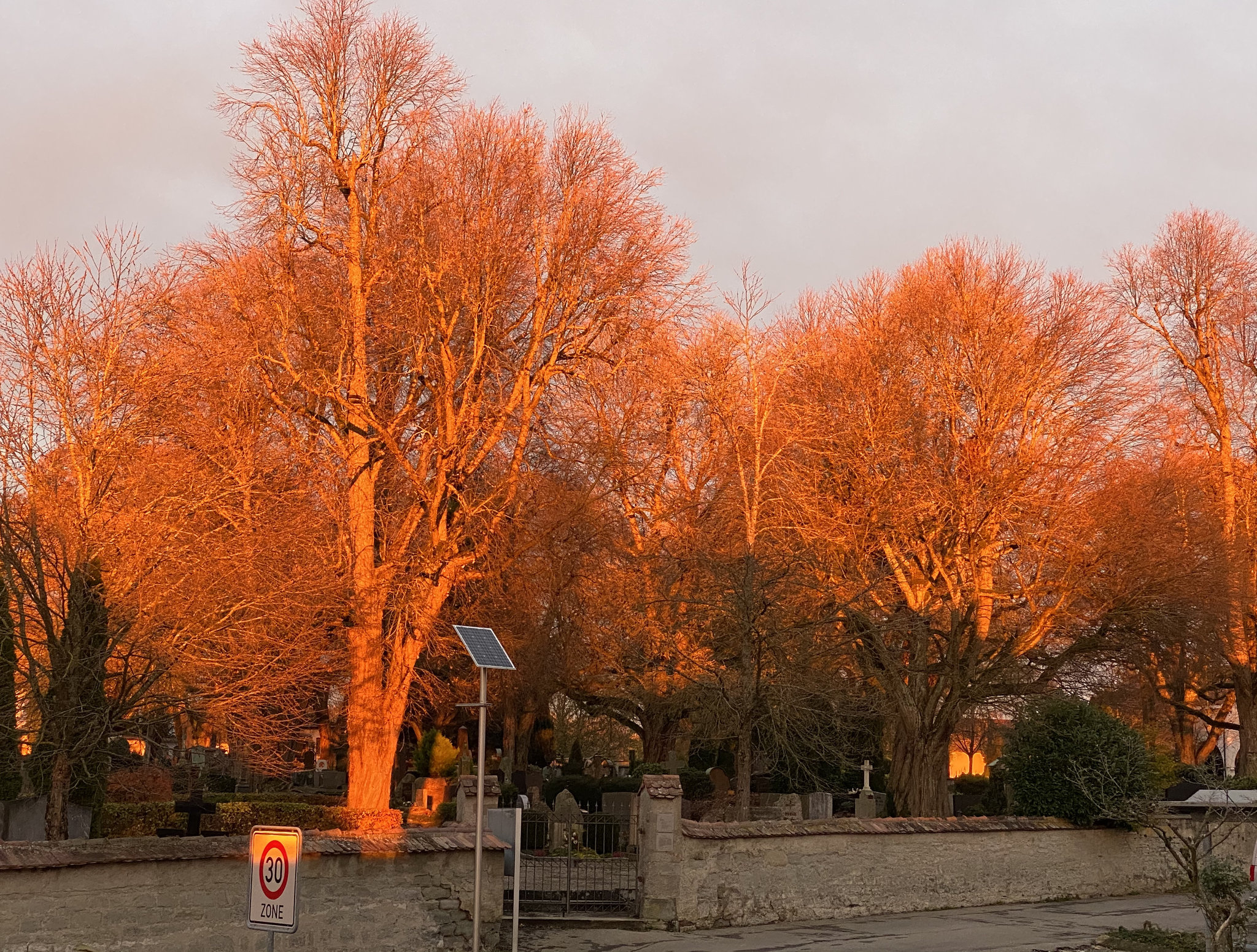 Bäume im Licht der Abendsonne (Foto unbearbeitet)