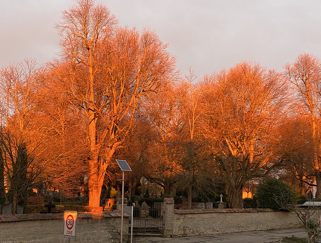 Bäume im Licht der Abendsonne (Foto unbearbeitet)
