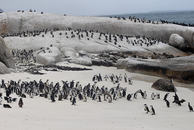 Boulders Beach Crowd