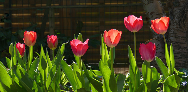 Transparentes en contre-jour