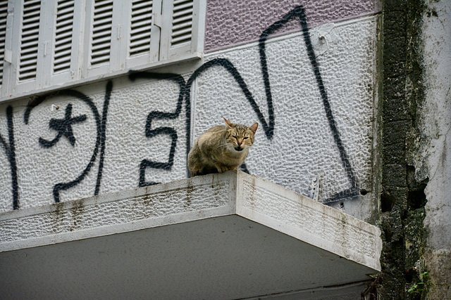 Athens 2020 – Complaining cat