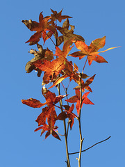 Colorful sweetgum leaves