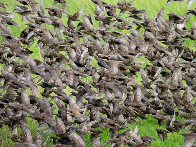 Starling Madness!