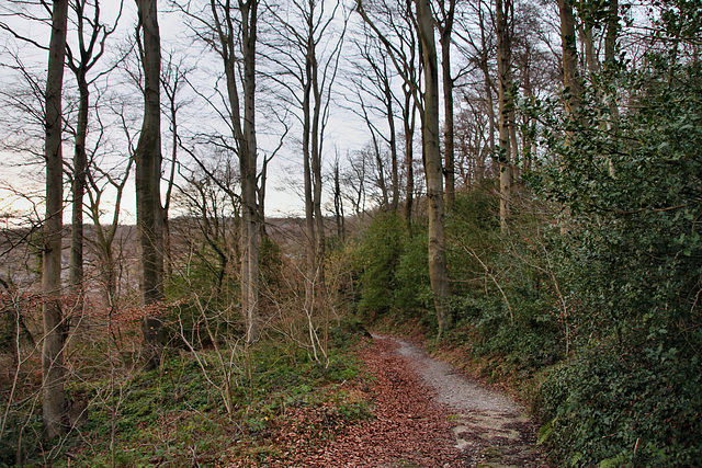 Gehölz am Steinbruch (Velbert-Tönisheide) / 5.02.2022