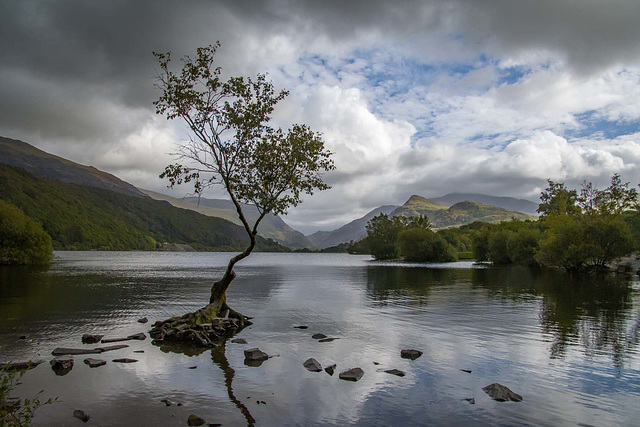 Lone tree, Lake Padarn