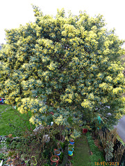 le mimosa du jardin de mon épouse