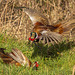 The next photos are pheasants fighting