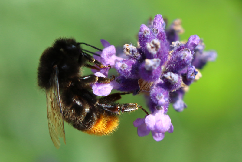 Hummel mit Flügelschaden