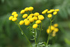 Yellow wildflowers