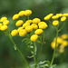 Yellow wildflowers