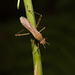 IMG 2146 Bug-1